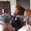 Wycieczka do stadniny koni w Makoszce