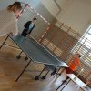 Turniej Tenisa Stołowego o Puchar Wójta Gminy Dębowa Kłoda